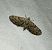 Eupithecia pusillata  - Thomas Lux