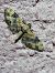 Eupithecia linariata  - Thomas Lux
