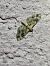 Eupithecia linariata  - Thomas Lux