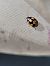 Coccinella hieroglyphica  - Thomas Lux