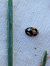 Coccinella hieroglyphica  - Thomas Lux