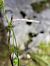 Eupithecia impurata  - Thomas Lux
