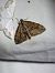 Thera obeliscata  - Thomas Lux