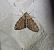 Thera obeliscata  - Thomas Lux