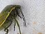 Chlorochroa juniperina  - Thomas Lux