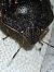 Eurygaster austriaca  - Thomas Lux
