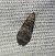 Acrobasis advenella  - Thomas Lux