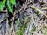 Euxoa nigricans  - Thomas Lux