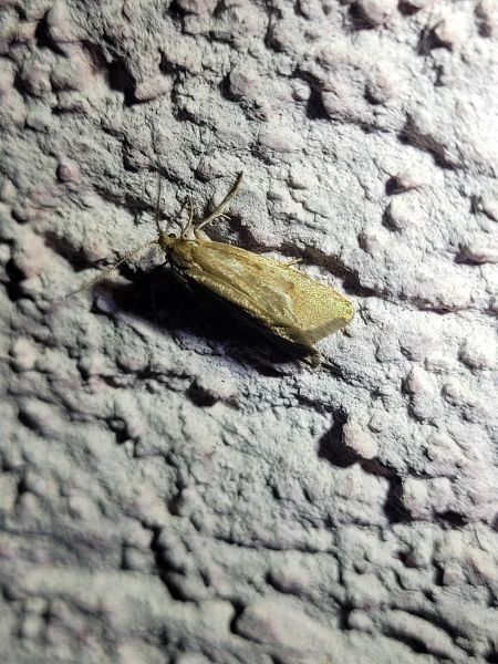 Diurnea lipsiella  - Thomas Lux