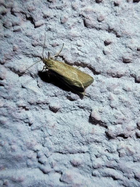 Diurnea lipsiella  - Thomas Lux