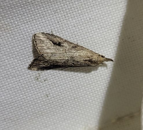 Schrankia costaestrigalis  - Thomas Lux