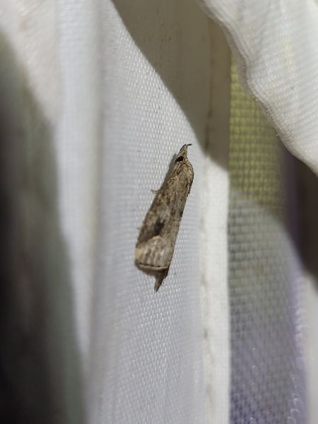Schrankia costaestrigalis  - Thomas Lux