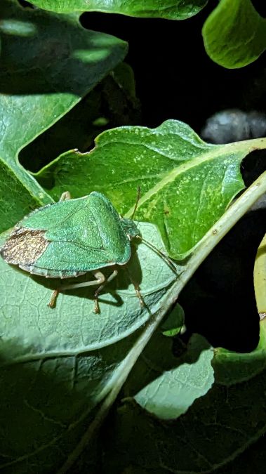 Palomena prasina 