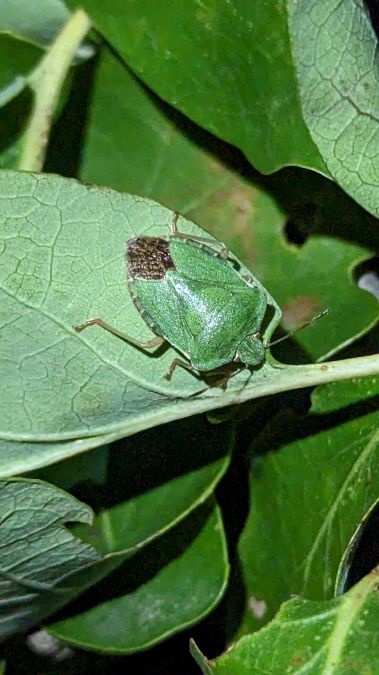 Palomena prasina 