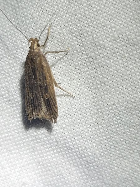 Helcystogramma triannulella  - Thomas Lux