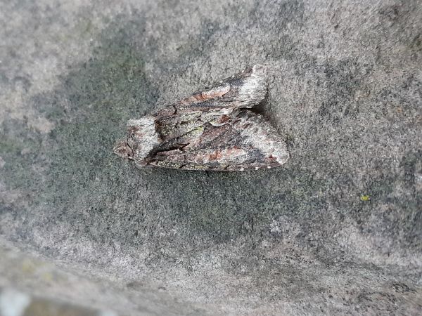 Allophyes oxyacanthae  - Sylvain Lethuillier