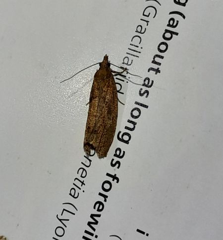 Epinotia sordidana  - Sylvain Lethuillier
