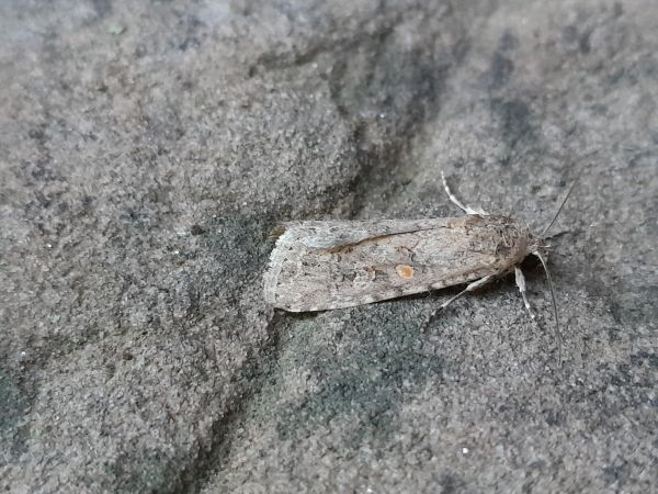 Spodoptera exigua  - Sylvain Lethuillier