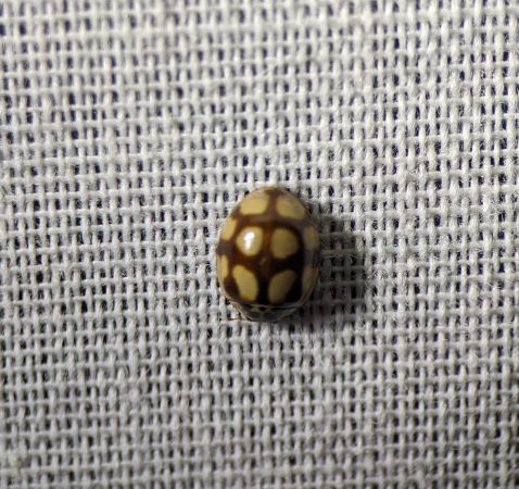 Coccinelle à dix points 