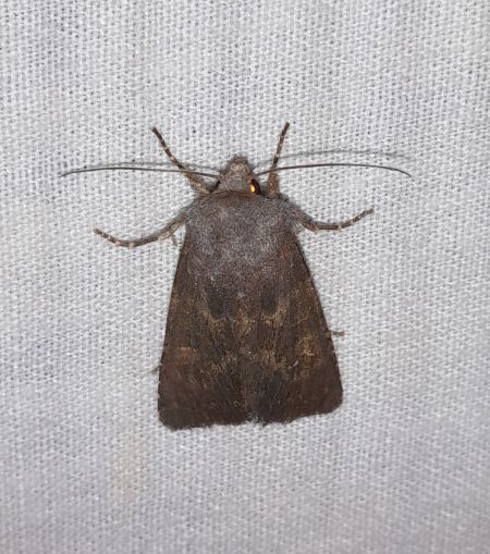 Noctuelle boueuse  - Sylvain Lethuillier