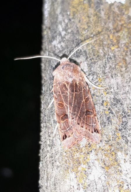 Agrochola lunosa  - Sylvain Lethuillier