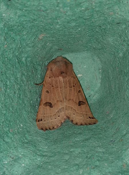 Agrochola lunosa  - Sylvain Lethuillier