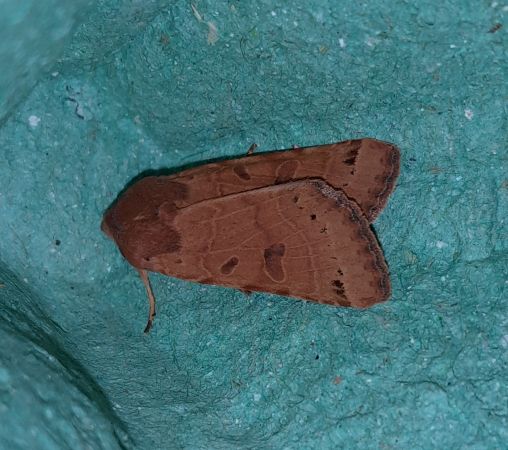 Agrochola lunosa  - Sylvain Lethuillier