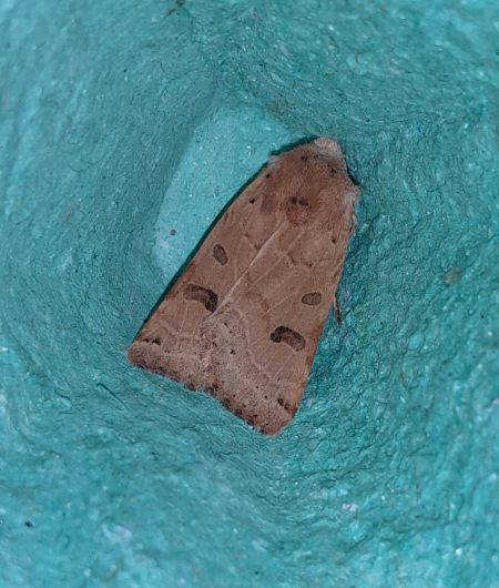 Agrochola lunosa  - Sylvain Lethuillier