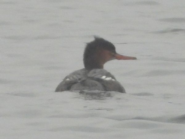 Red-breasted Merganser  - Adam Olszewski