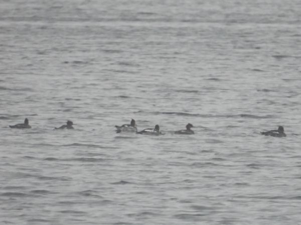 Red-breasted Merganser  - Adam Olszewski