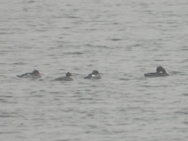 Red-breasted Merganser  - Adam Olszewski