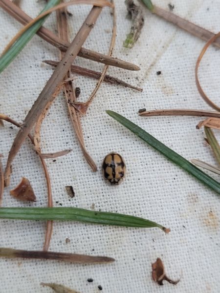 Adalia conglomerata  - Thomas Lux