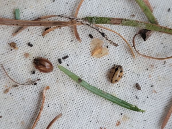 Adalia conglomerata  - Thomas Lux