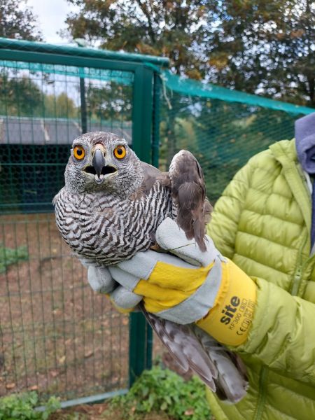 Eurasian Goshawk  - Arek Szypicyn