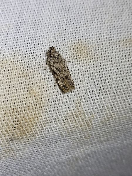Psoricoptera gibbosella  - Thomas Lux