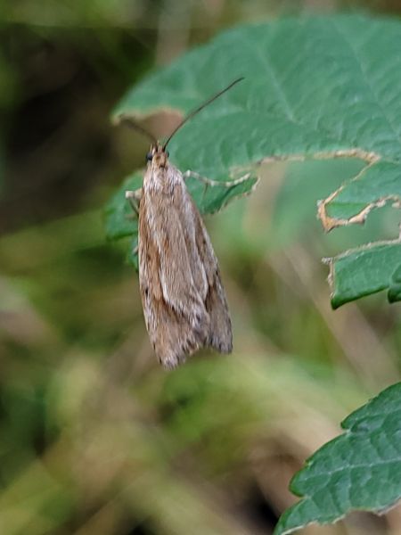 Diurnea lipsiella  - Thomas Lux