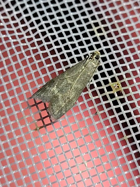 Eccopisa effractella  - Thomas Lux