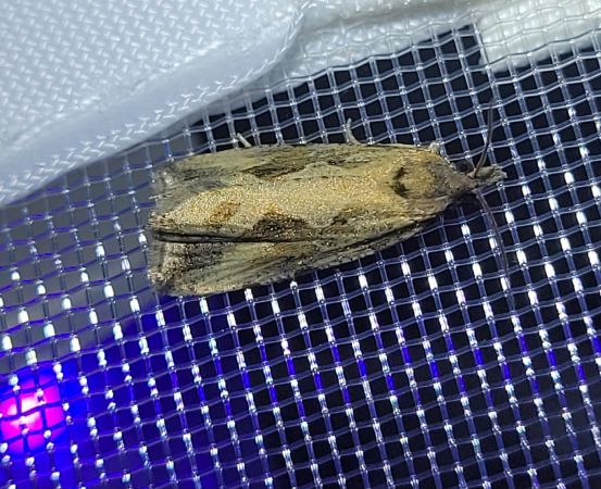 Endothenia quadrimaculana  - Thomas Lux