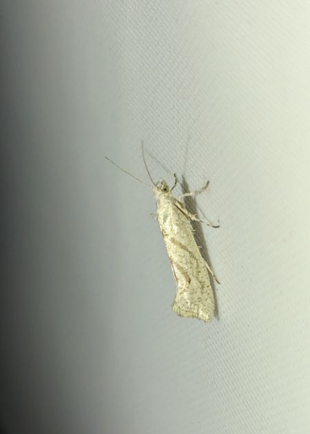 Ypsolopha persicella 
