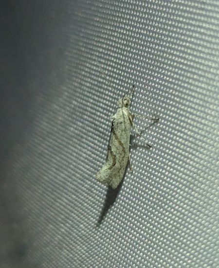 Ypsolopha persicella 