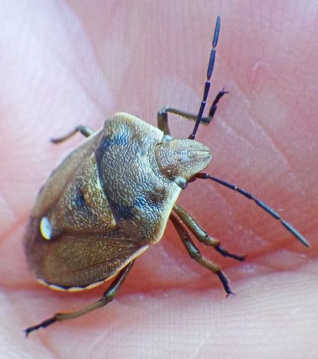 Chlorochroa pinicola  - Christian Rust