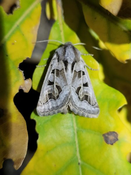 Episema glaucina  - Thomas Lux
