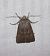Noctuelle boueuse  - Sylvain Lethuillier