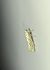 Ypsolopha persicella 