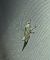 Ypsolopha persicella 