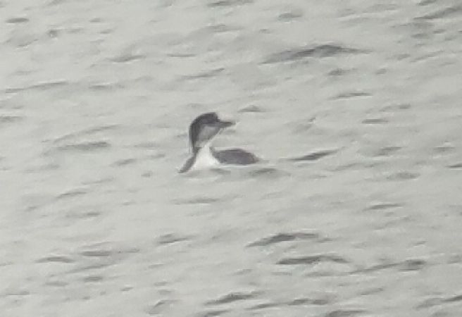 Common Loon  - Mariusz Lizoń