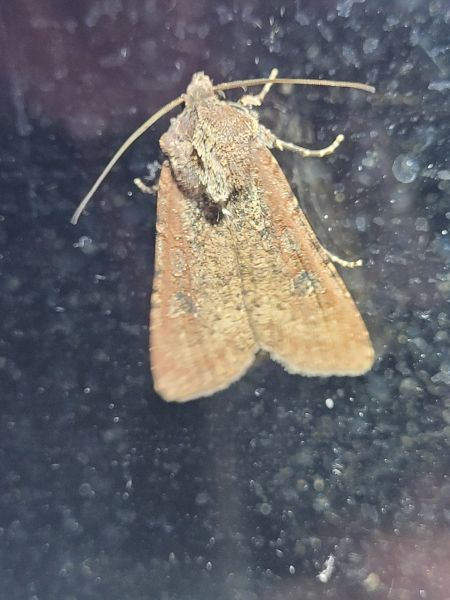 Peridroma saucia  - Thomas Lux