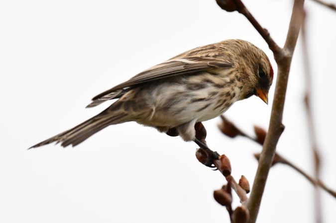 Lesser Redpoll  - Paweł Zaniecki