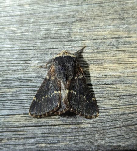 Bombyx du Peuplier 