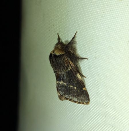 Bombyx du Peuplier 